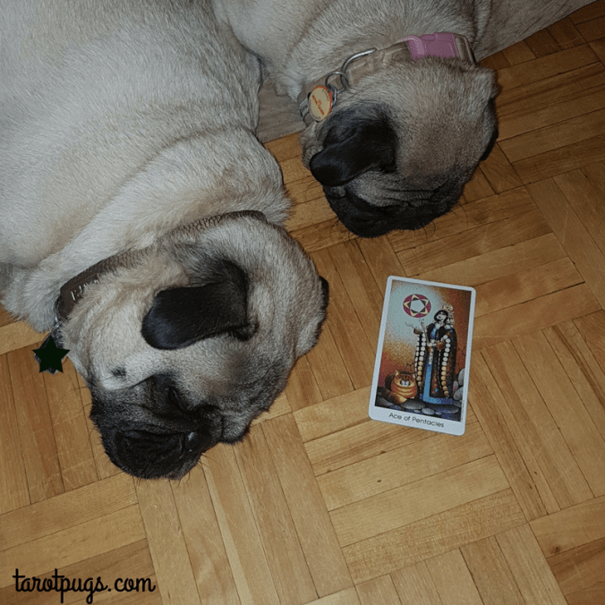 Tarot Pugs TarotPugs Tarot of the Cat People Ace of Pentcles