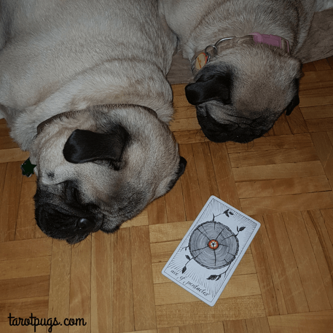 TarotPugs Ace of Pentacles TWU