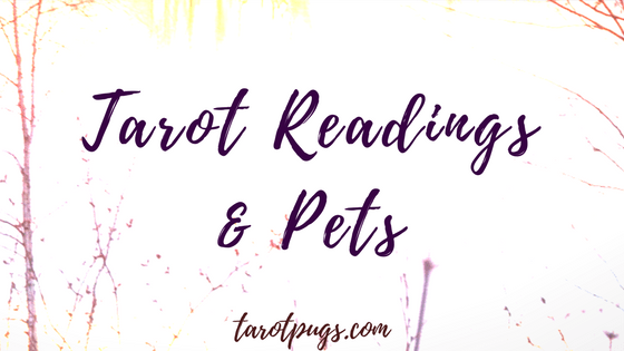 Learn how to do tarot readings for your pet.