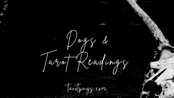 Learn how to do tarot readings for your dog.