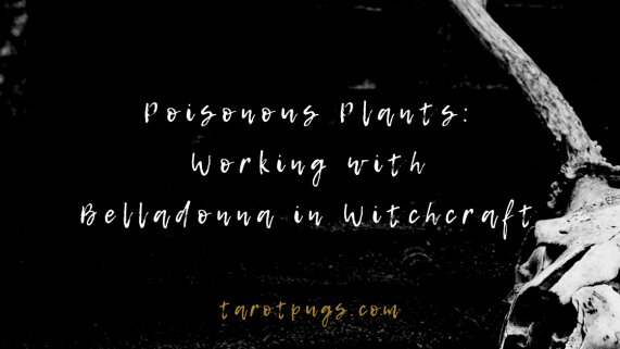 Poisonous Plants: Working with Belladonna in Witchcraft #poisonpath #belladonna #witchcraft