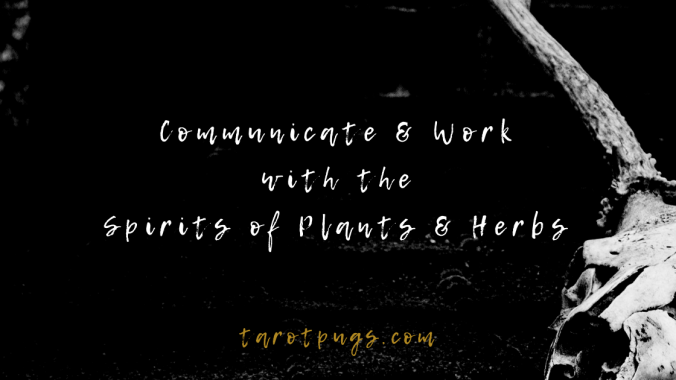 Discover how to communicate, work with and connect to spirits of plants and herbs in witchcraft, magick and for spells. #witchcraft #magick #spells #spirits #herbalism