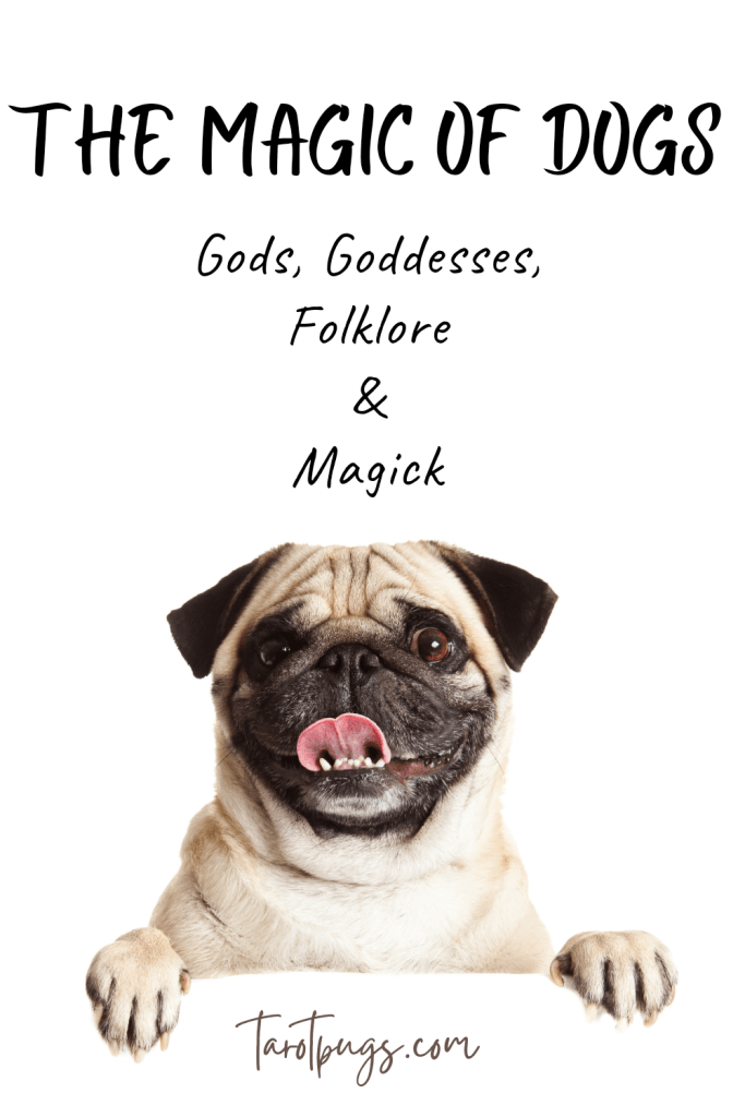 Discover the magic of dogs in witchcraft, magick, folklore, saints, underworld journeys, healing and protection in spirituality and witchcraft.